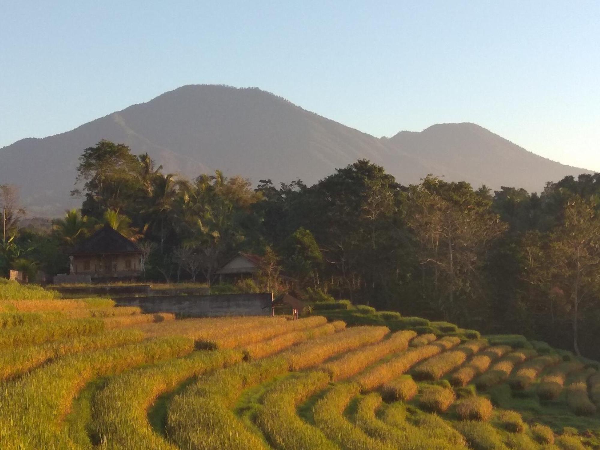 Bali Mountain Forest Cabin Penebel ห้อง รูปภาพ